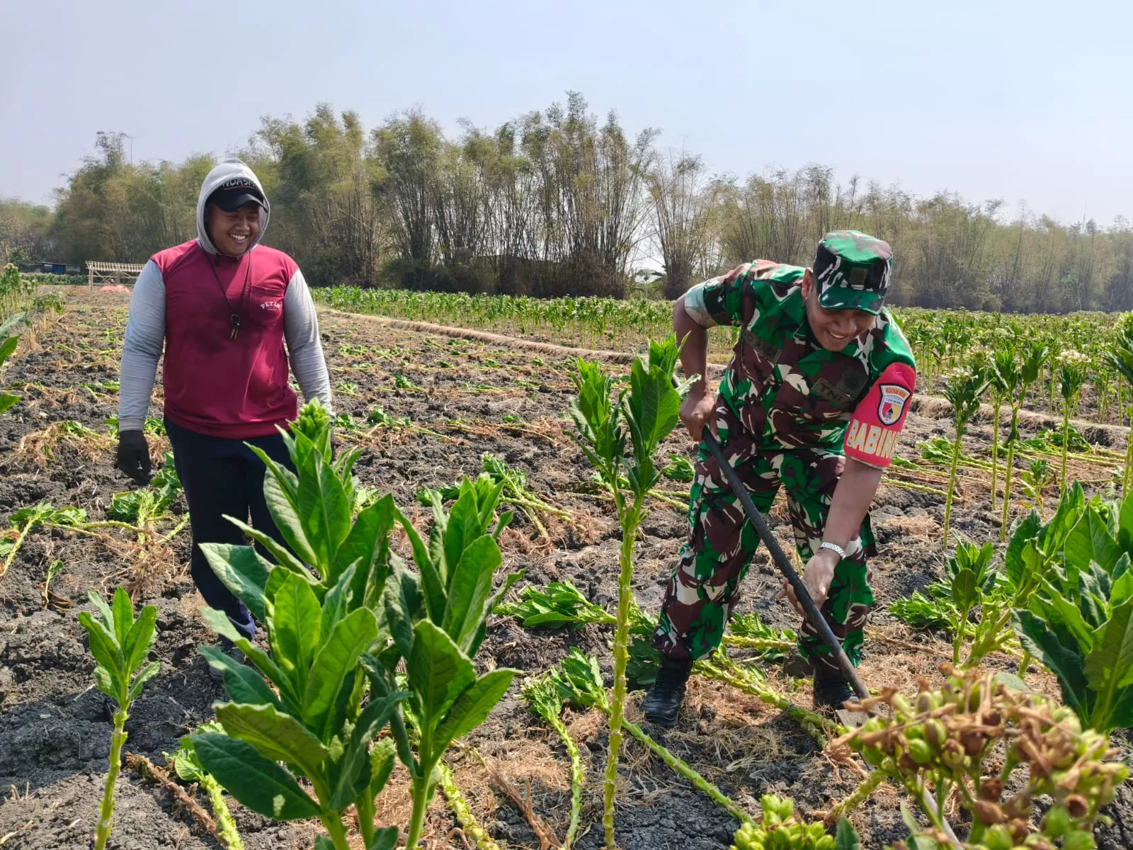 Babinsa Koramil Ploso Dampingi Petani Tembakau di Jombang