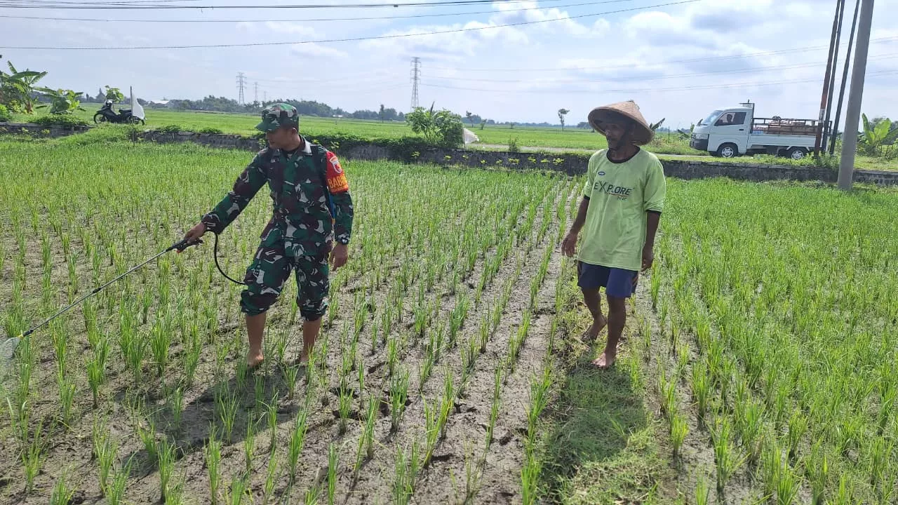 Babinsa Koramil Gudo Dampingi Petani Tembakau di Jombang
