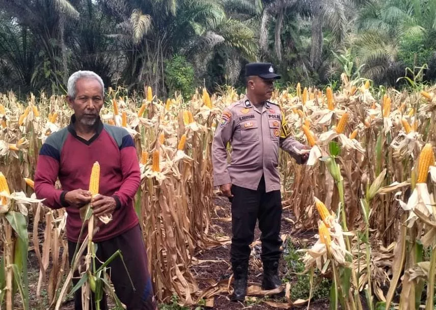 Tahap Akhir! Jagung Lahan Ketahanan Pangan Polsek Kuala Cenaku Siap Dipanen