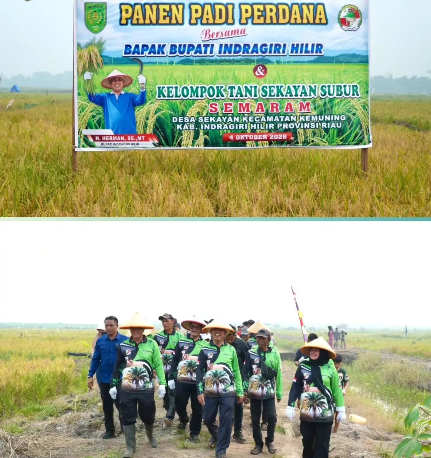 Bupati Inhil Hadiri Panen Perdana 38 Hektar Lahan Pertanian di Kemuning