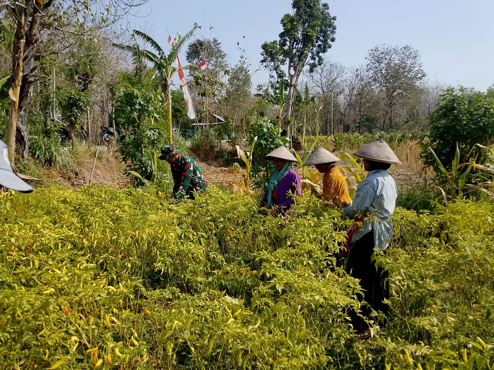 Satgas TMMD ke-130 Kodim Jombang Bantu Warga Panen Cabai