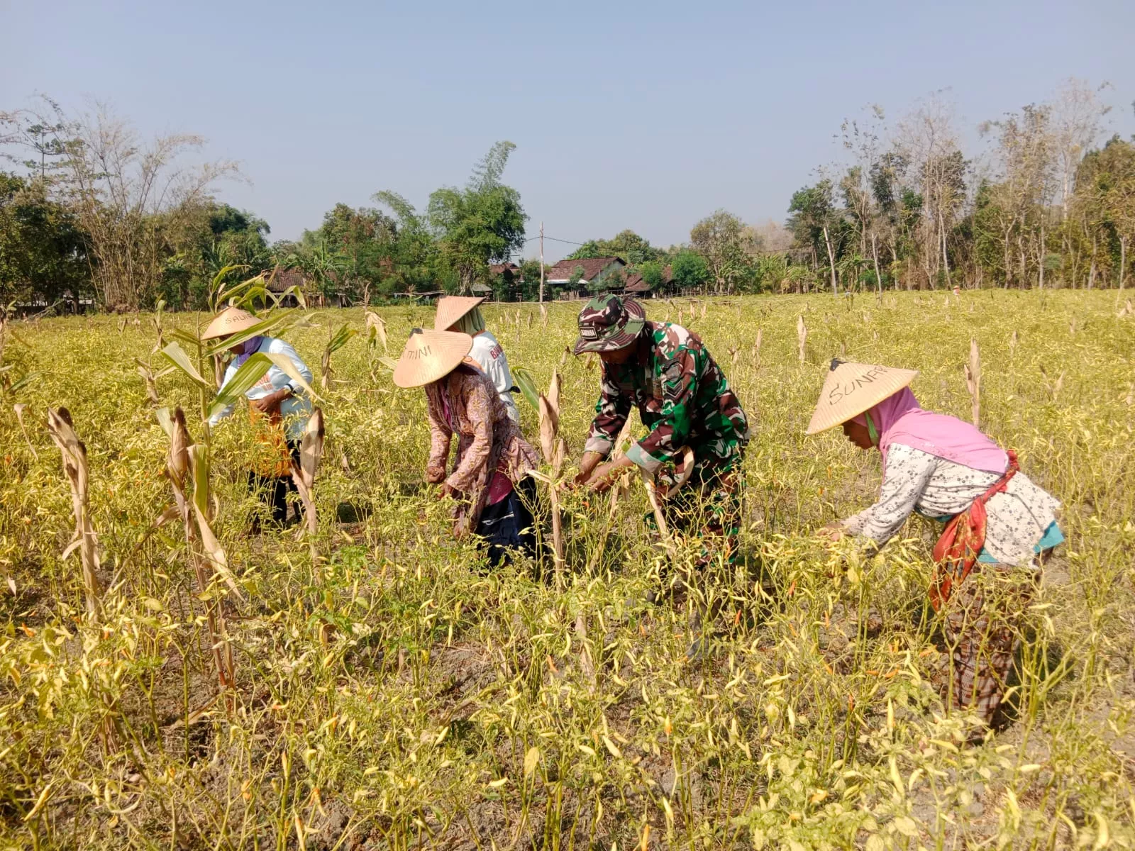Satgas TMMD Kodim Jombang Bantu Panen Cabai di Desa Klitih