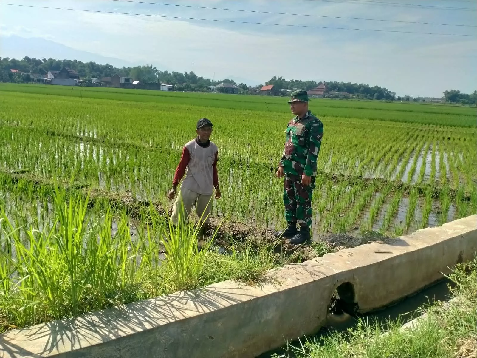 Babinsa Koramil Mojowarno Dampingi Petani untuk Ketahanan Pangan