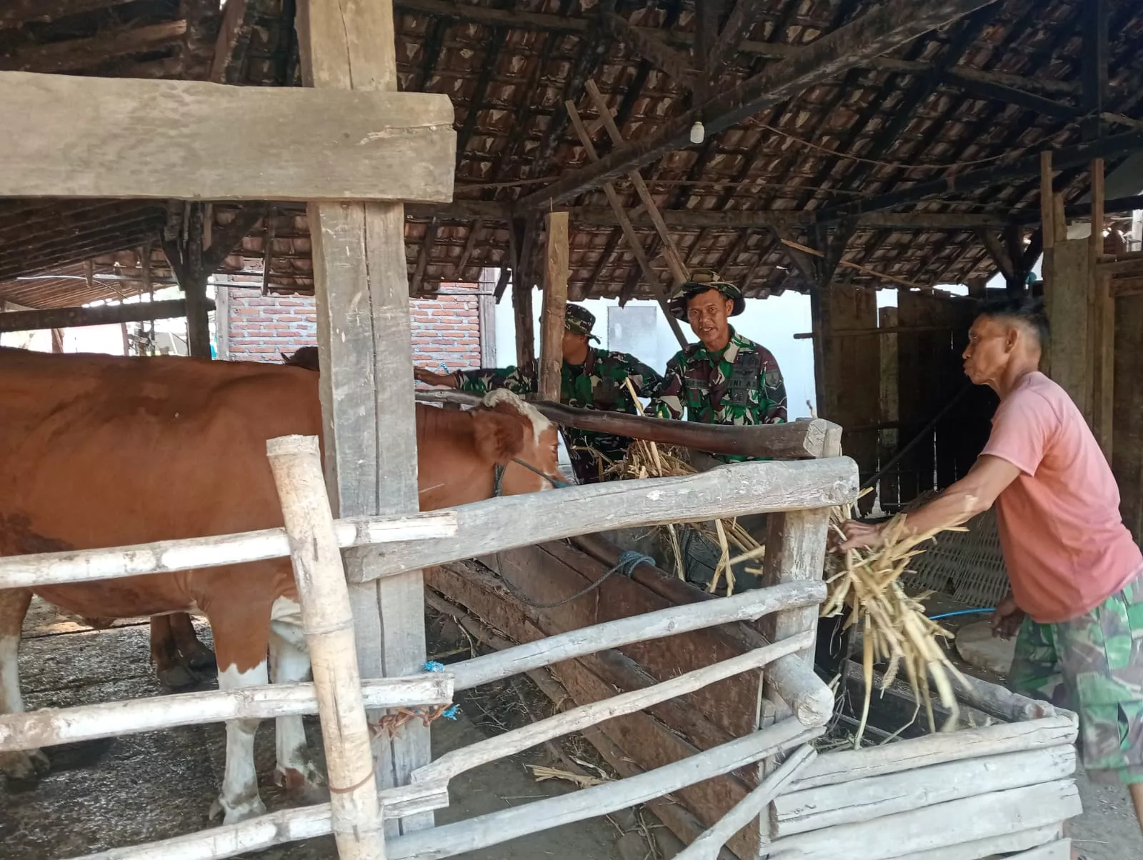 Satgas TMMD ke-130 Bantu Rawat Sapi Warga Desa Klitih Jombang
