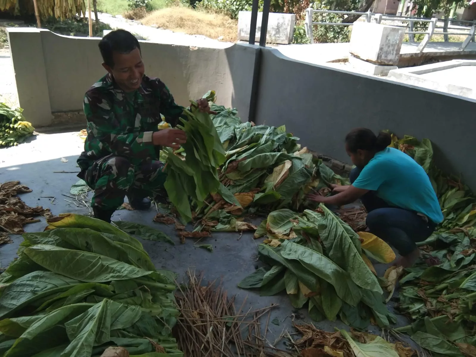 Babinsa Koramil Ploso Dampingi Petani Tembakau di Jombang