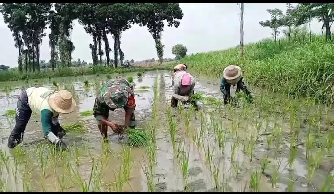 Babinsa Koramil Perak Dampingi Petani Tembakau Bandarkedungmulyo