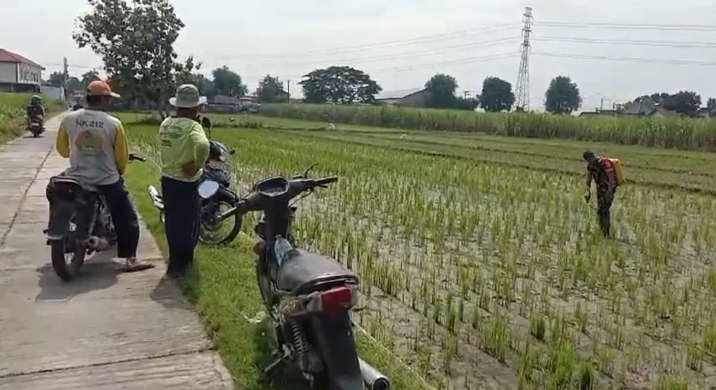 Babinsa Koramil Jogoroto Dampingi Warga Alang-Alang Caruban Garap Lahan Pertanian
