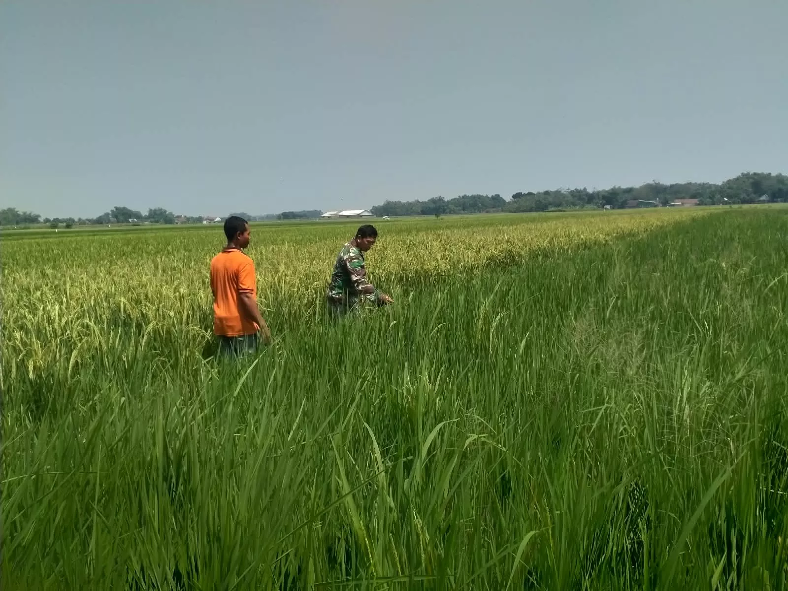 Babinsa Mojowarno Dampingi Petani Desa Gondek Jombang