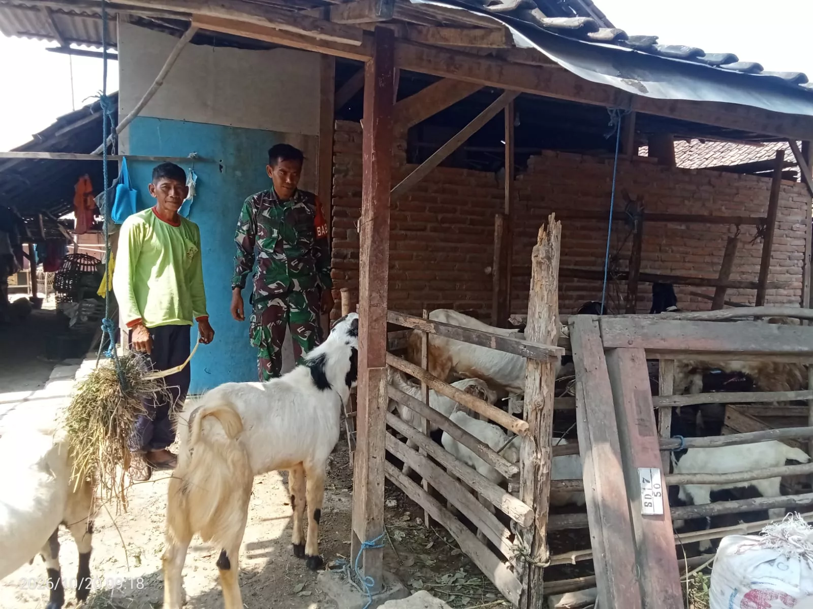Anggota TMMD Kodim Jombang Bimbit Peternak Kambing Lewat Komsos