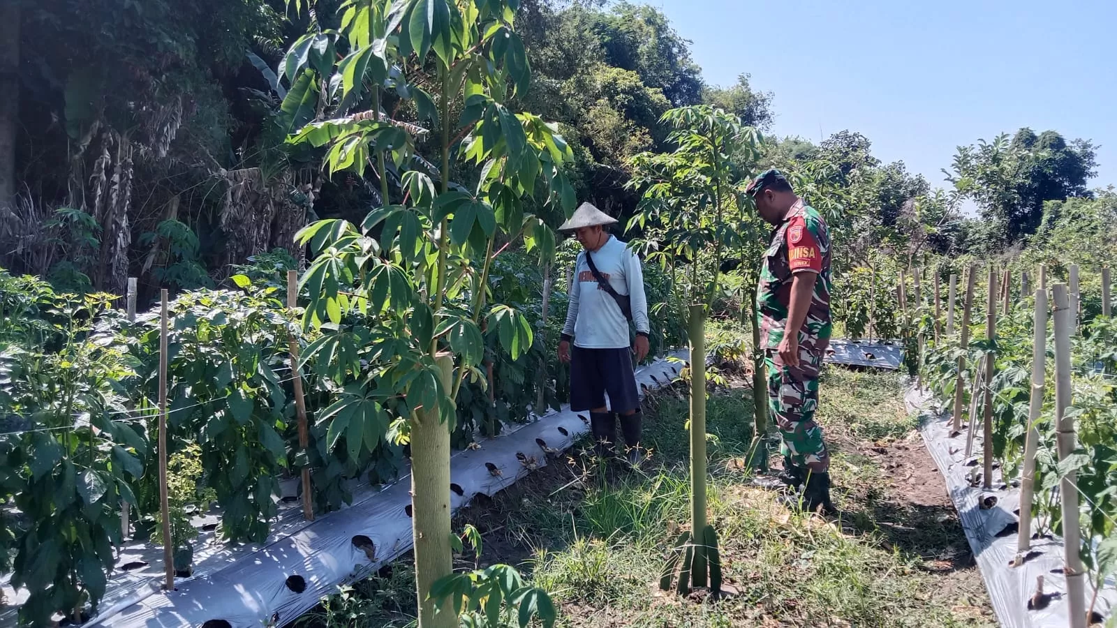 Babinsa Koramil Diwek Dampingi Petani Desa Kwaron