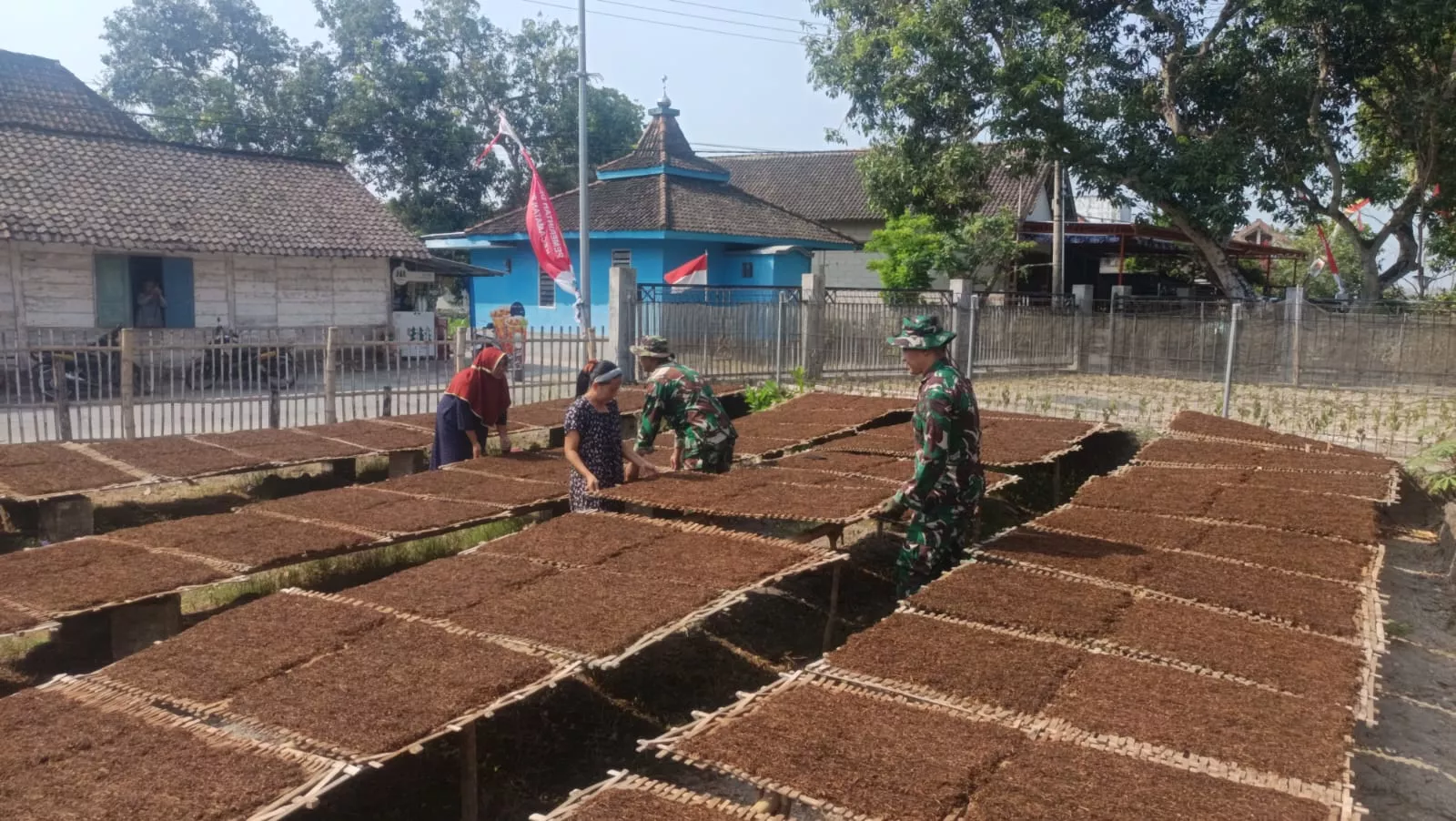 Satgas TMMD Kodim Jombang Bantu Petani Jemur Tembakau