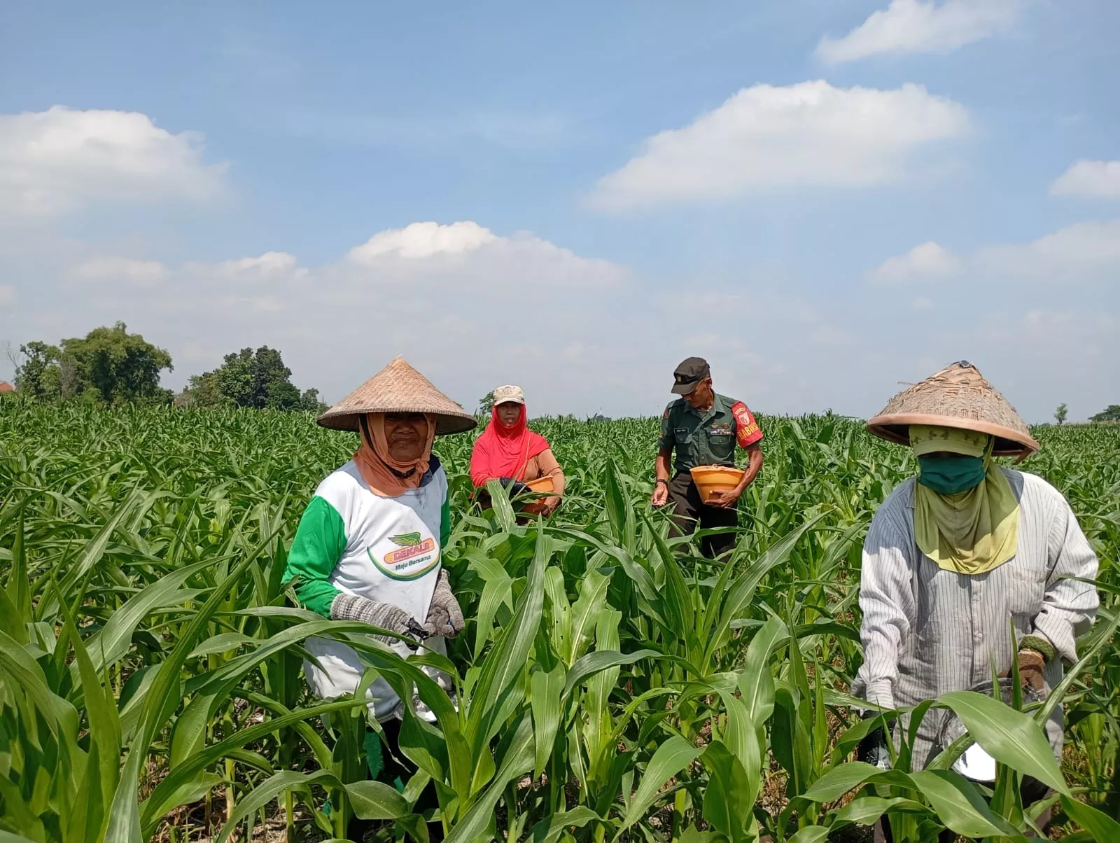 Serka Sali Bantu Petani Pupuk Jagung