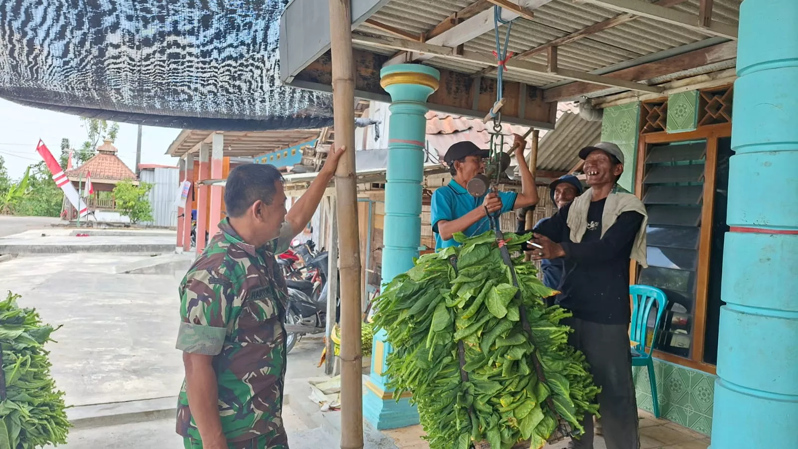 Babinsa Ploso Dampingi Petani Tembakau di Jombang