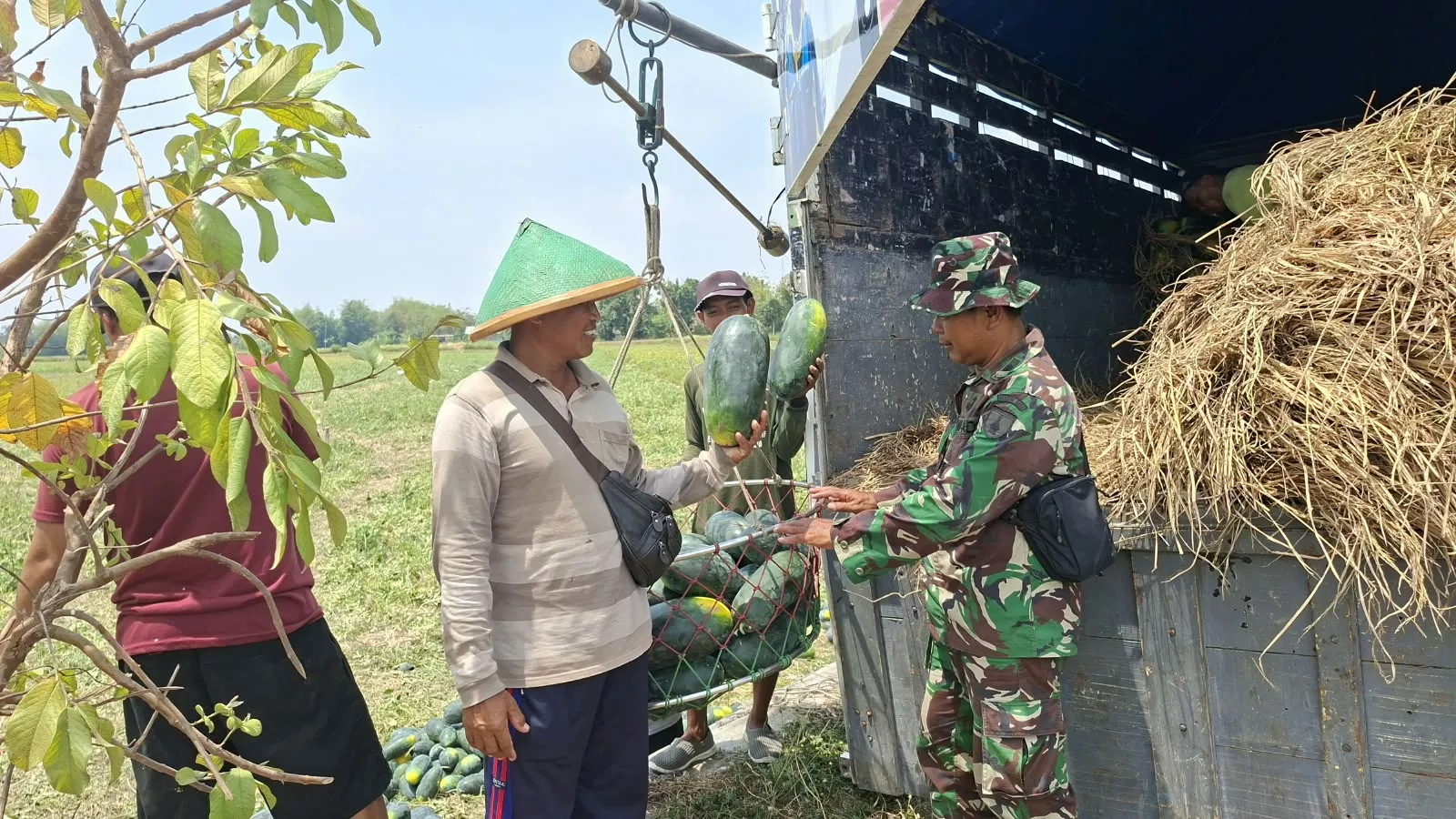 Babinsa Ploso Bantu Petani Semangka di Jatibanjar