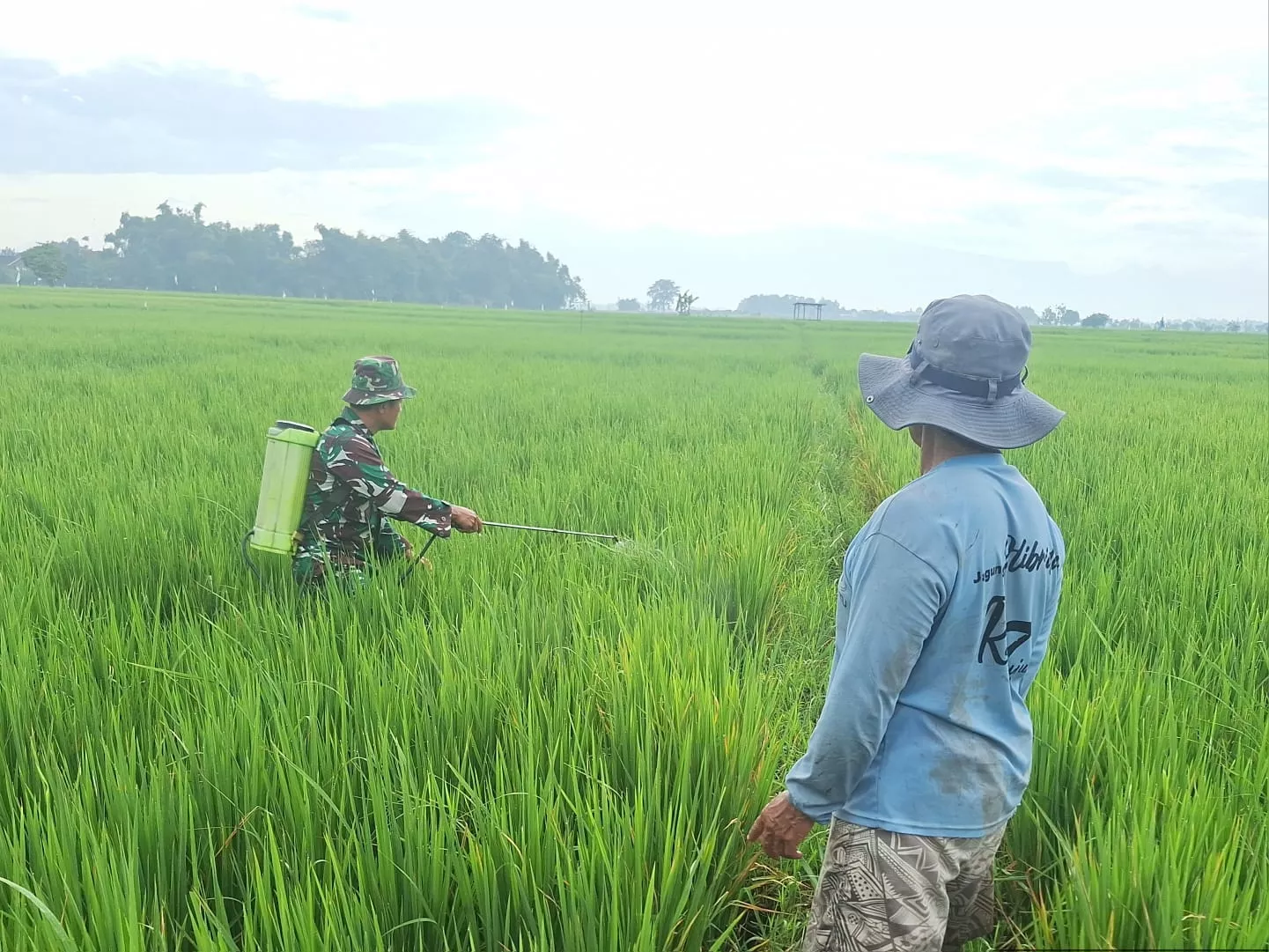 Babinsa Koramil Gudo Dampingi Petani Kendalikan Hama Padi di Jombang