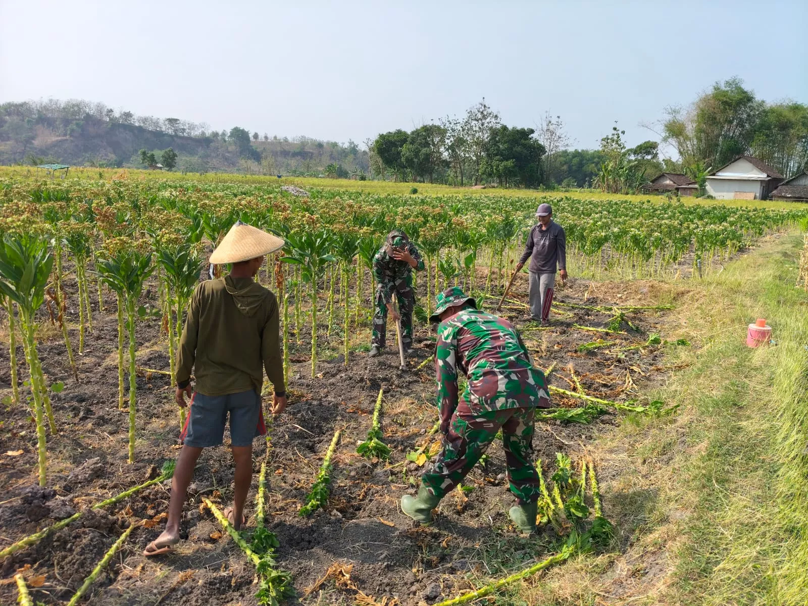 Anggota Satgas TMMD Jombang Komsos dengan Petani Tembakau di Plandaan