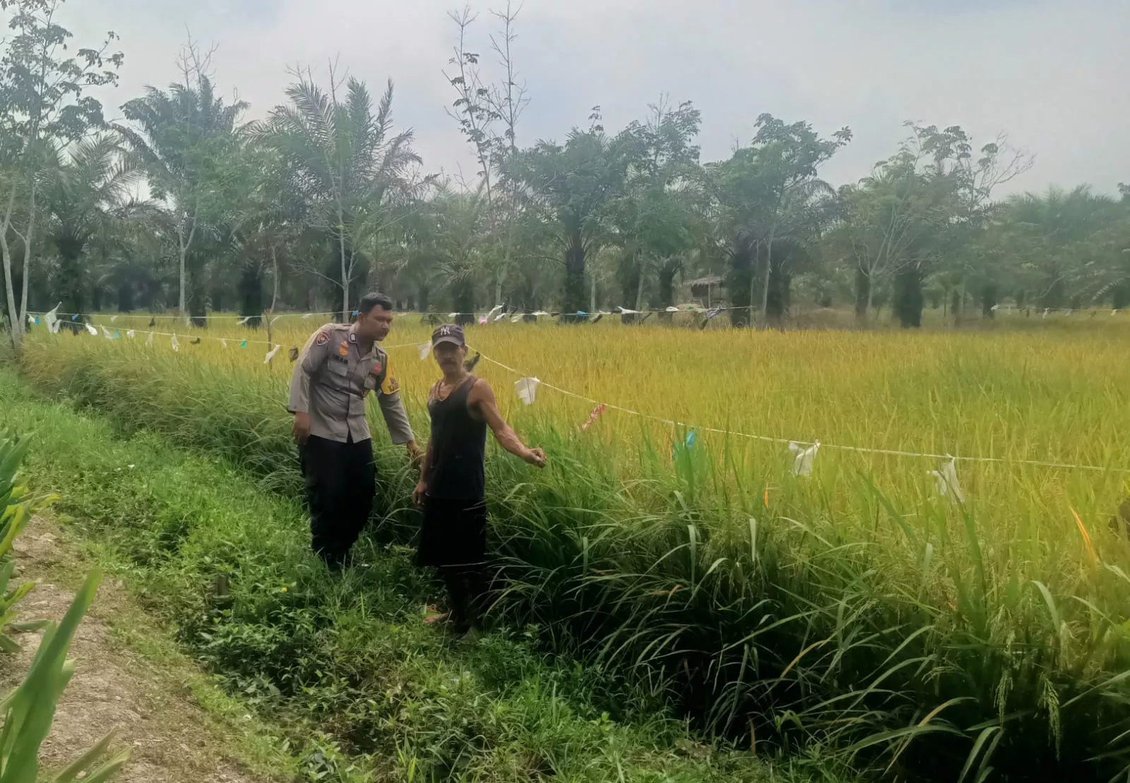 Polisi Sambangi Petani Kuala Cenaku Dukung Ketahanan Pangan Nasional