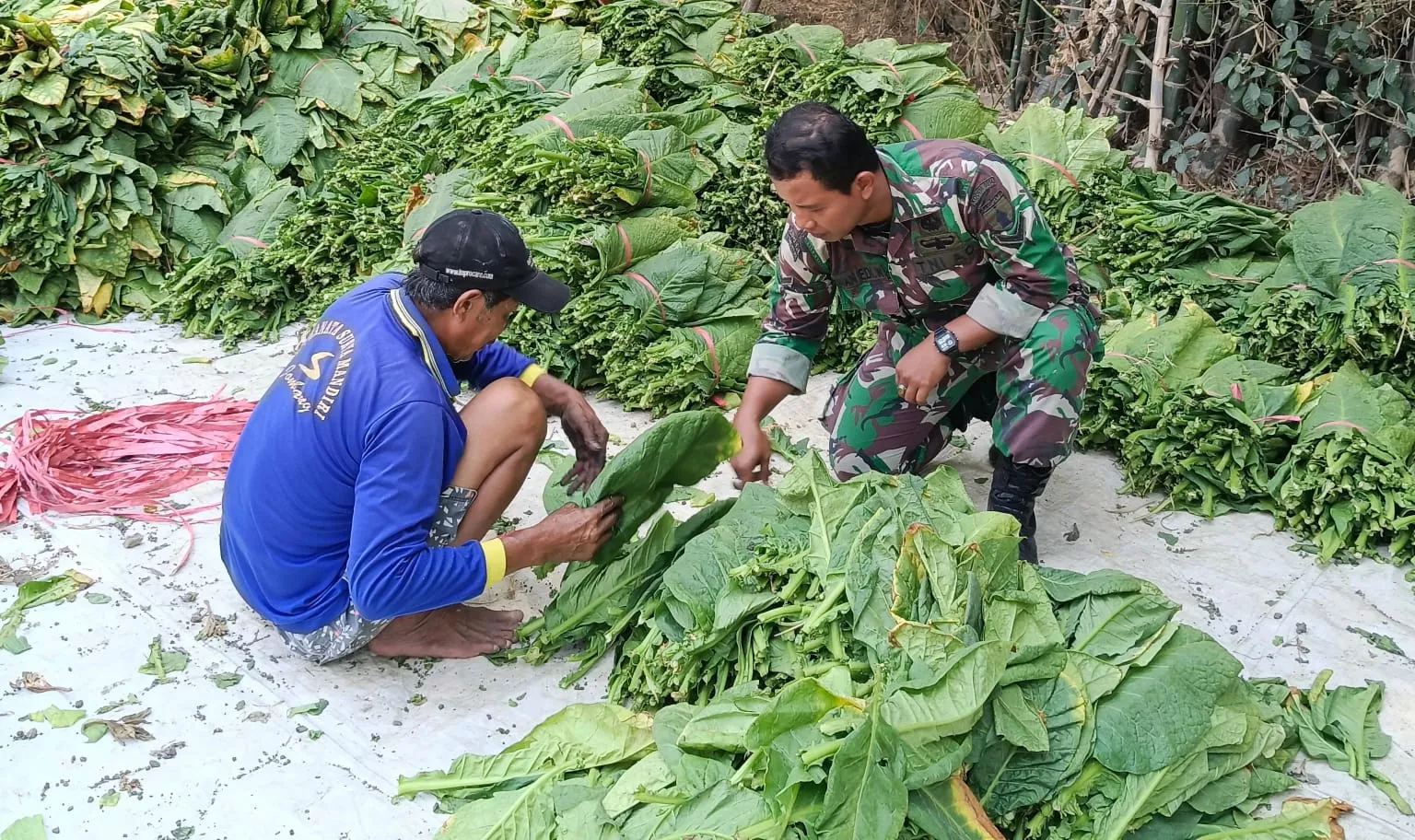 Babinsa Ploso Dampingi Petani Tembakau di Desa Gedongombo
