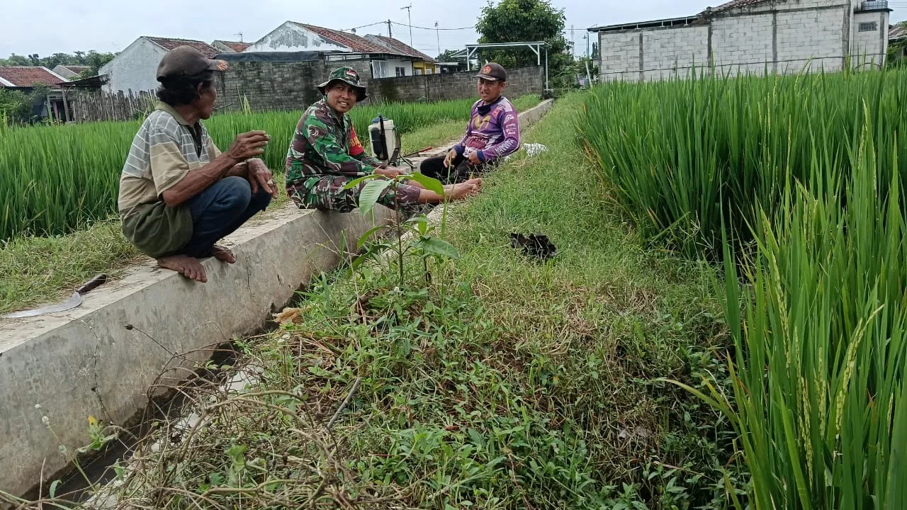 Babinsa Koramil Bareng Jaring Aspirasi Petani di Jombang