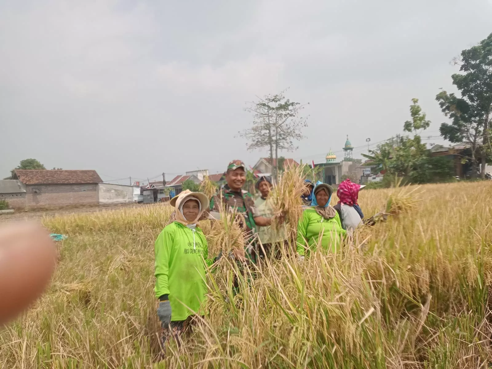 Babinsa Koramil Jombang Dampingi Petani Panen Padi