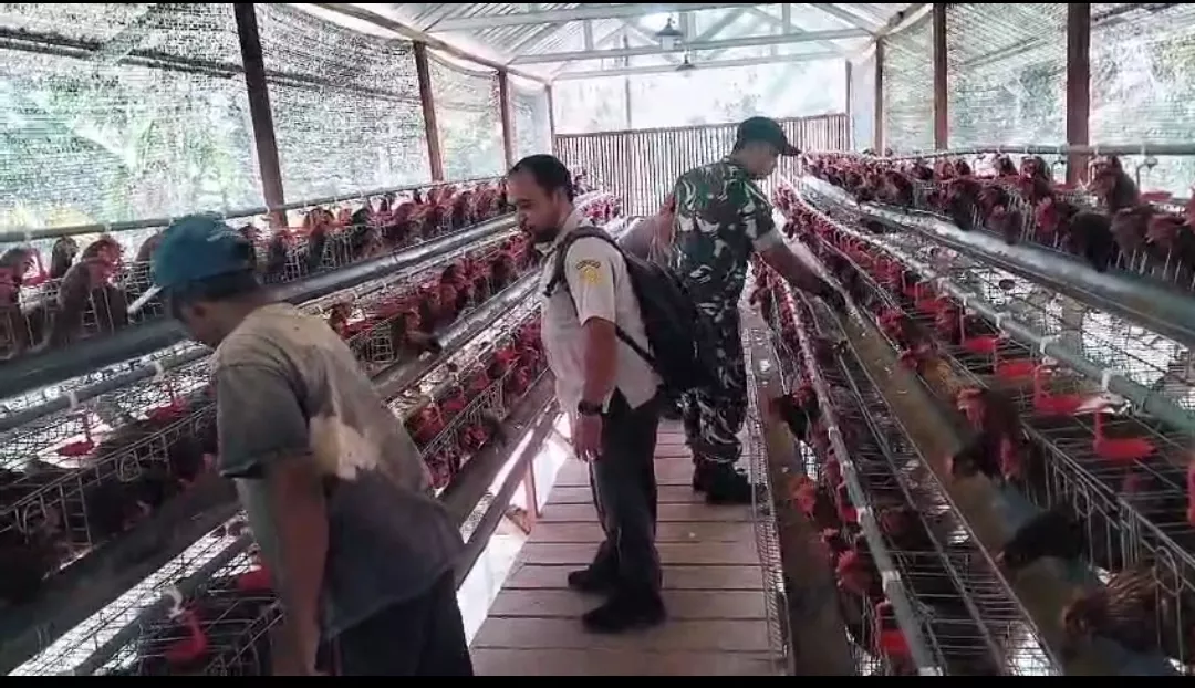 Babinsa Wonosalam Sambang Peternak Ayam Petelur di Jombang