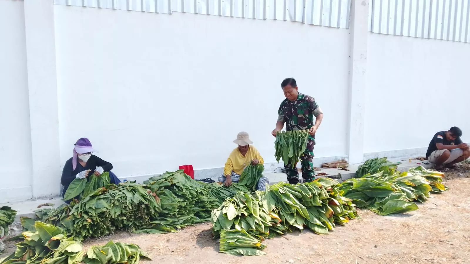 Babinsa Koramil Ploso Bantu Petani Tembakau di Jombang