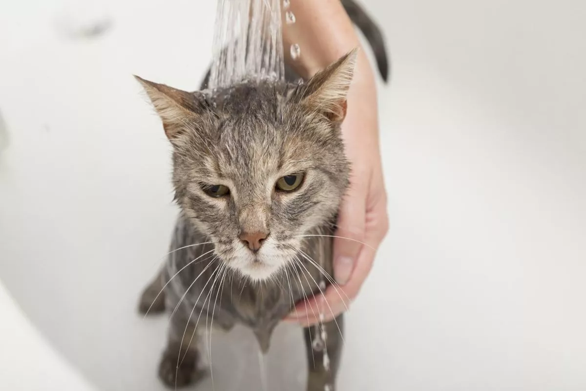 Cara Memandikan Kucing Kampung yang Takut Air dengan Aman