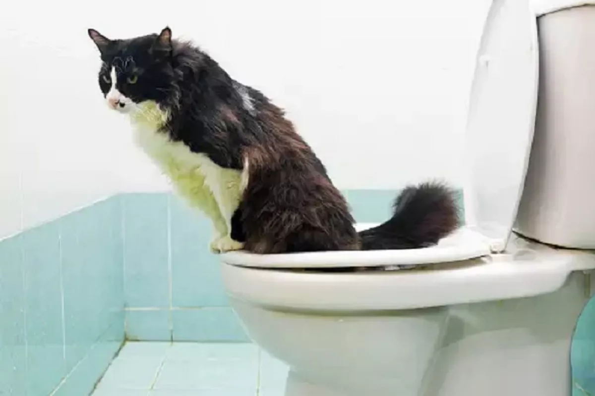 Cara Mengajari Kucing Kampung Buang Air di Litter Box