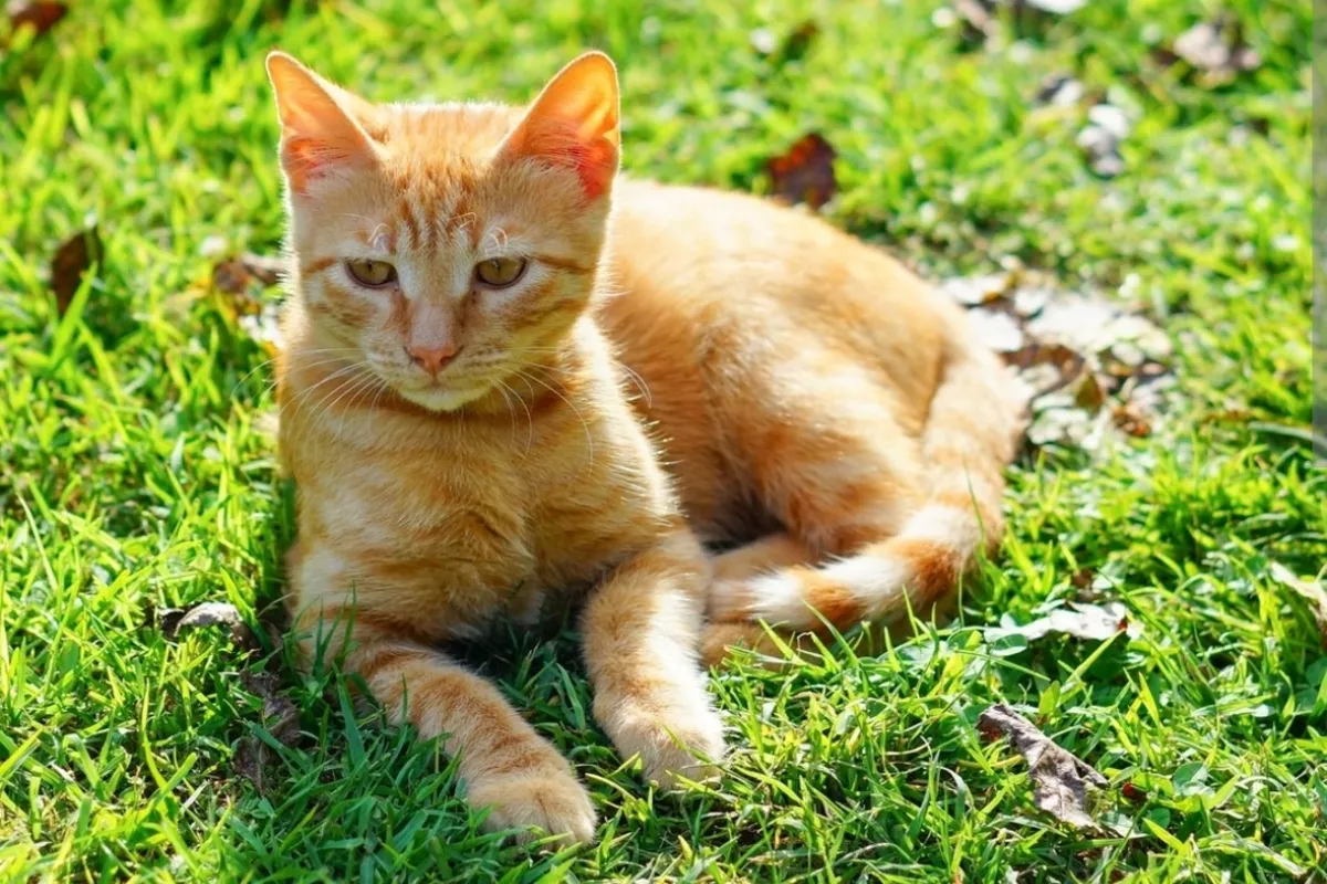 Panduan Lengkap Merawat Kucing Kampung agar Sehat dan Setia