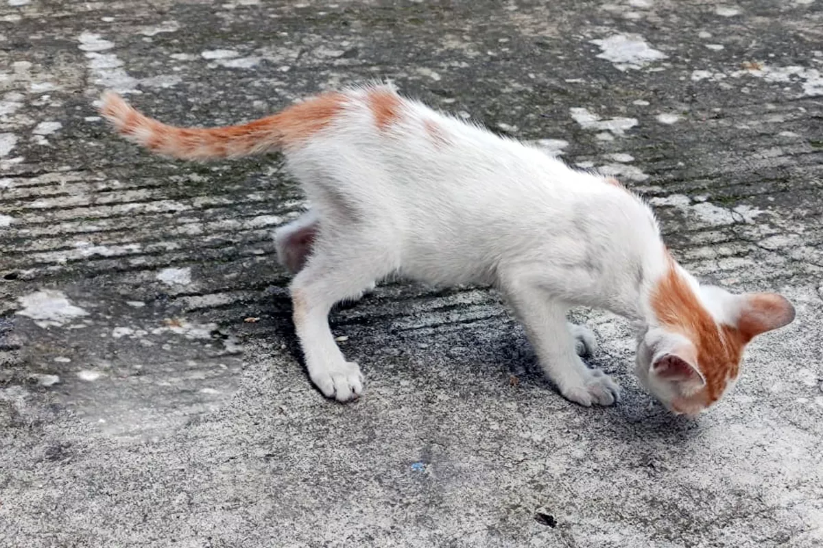 Ciri-ciri Kucing Kampung Sakit yang Sering Diabaikan