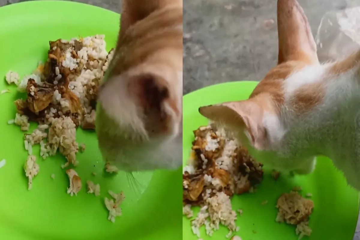 Cara Membuat Makanan Kucing Kampung Sendiri di Rumah