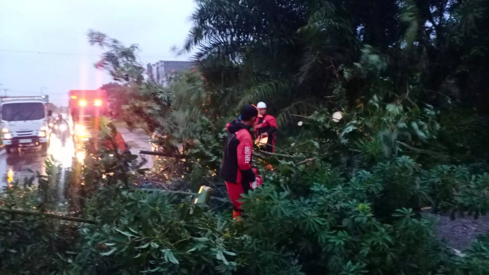 Cuaca Ekstrem Terjang Bengkulu, Pohon Tumbang di 11 Titik Dievakuasi Tim Gabungan