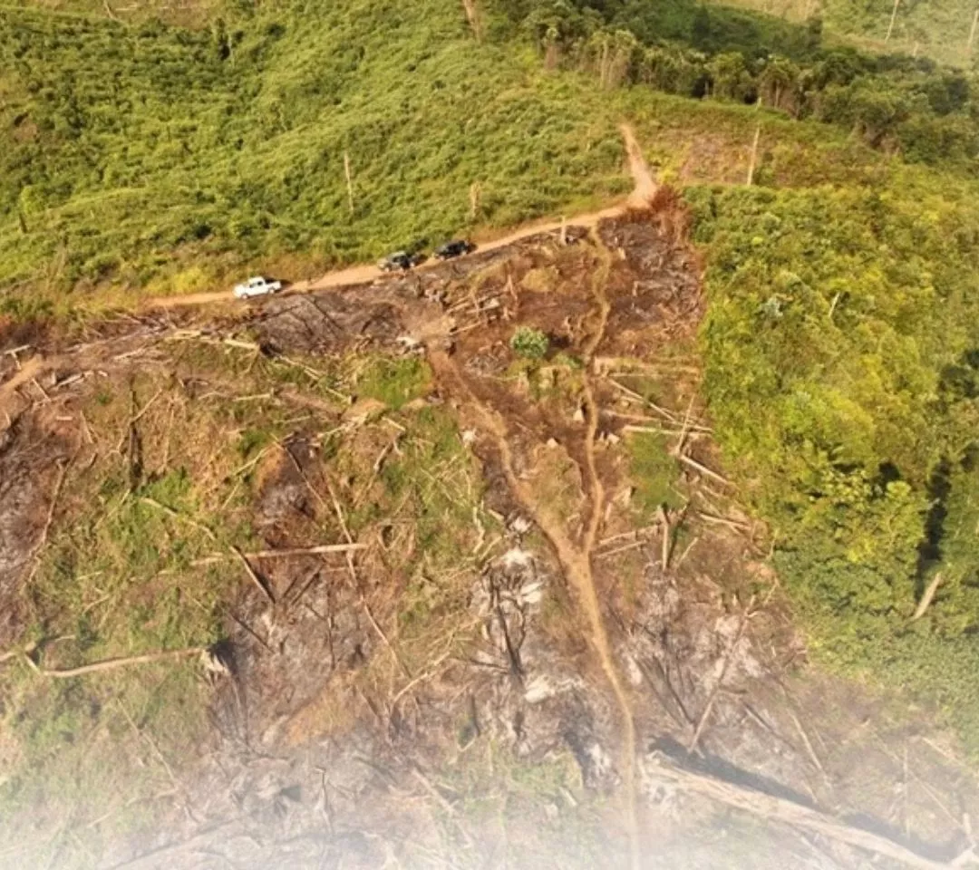 Tokoh Berpengaruh di Mukomuko Jadi Tersangka! Kuasai 30 Hektare Kawasan Hutan untuk Kebun Sawit, Kasusnya Kini P-21