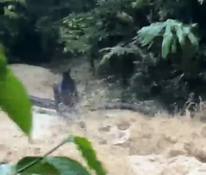 Detik-Detik Mencekam! Sejumlah Pelajar Diduga Hanyut di Sungai Lebong, Teriakan Panik Terekam Video