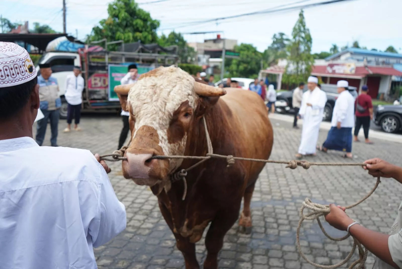 Fantastis! Prabowo Gelontorkan Rp100 Miliar dari APBN untuk 1.098 Sapi Kurban Premium Idul Adha 1447 H