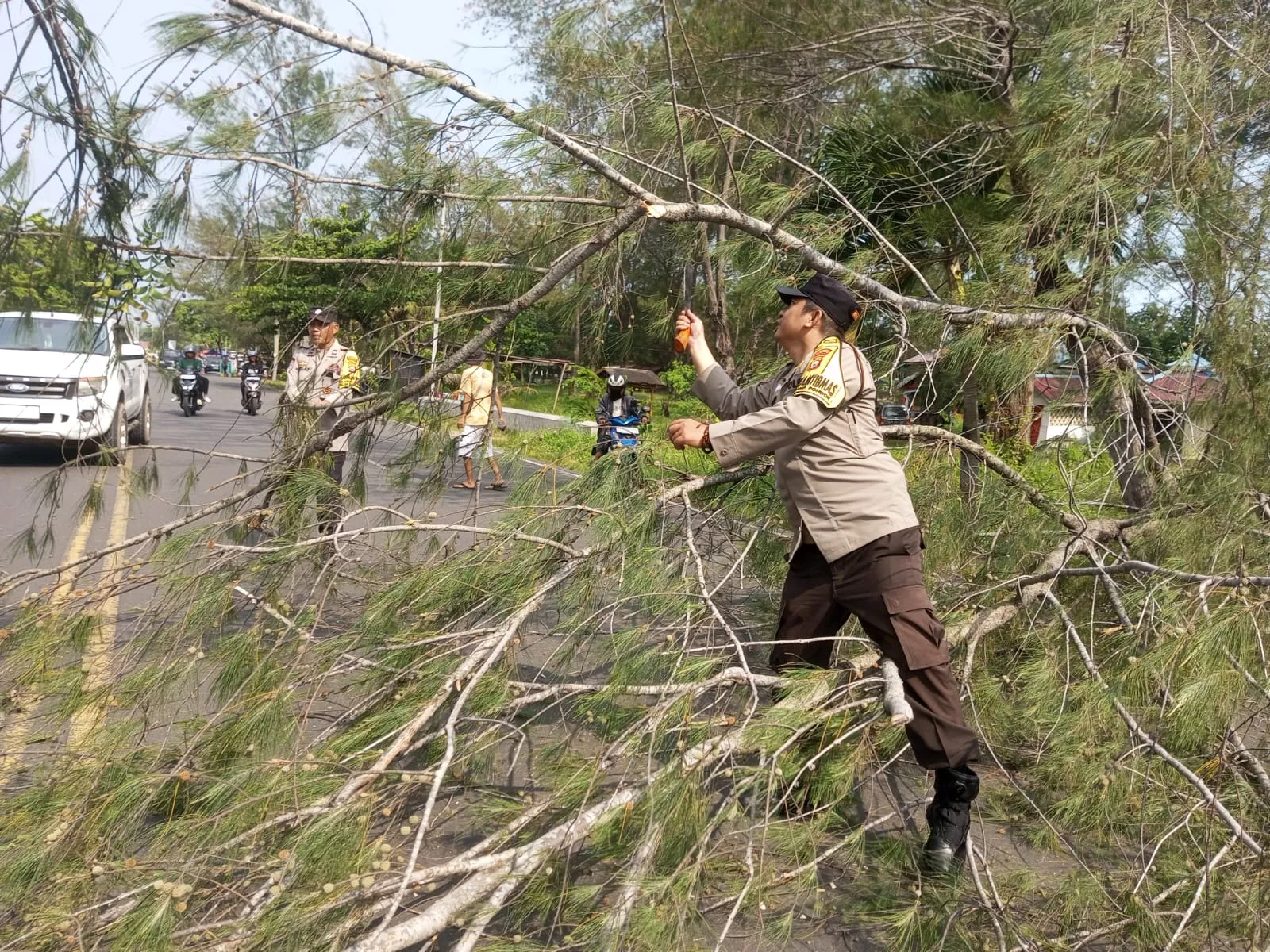 Pohon Tumbang Tutup Jalan Pariwisata Bengkulu, Polisi Turun Tangan Buka Akses dalam Hitungan Menit