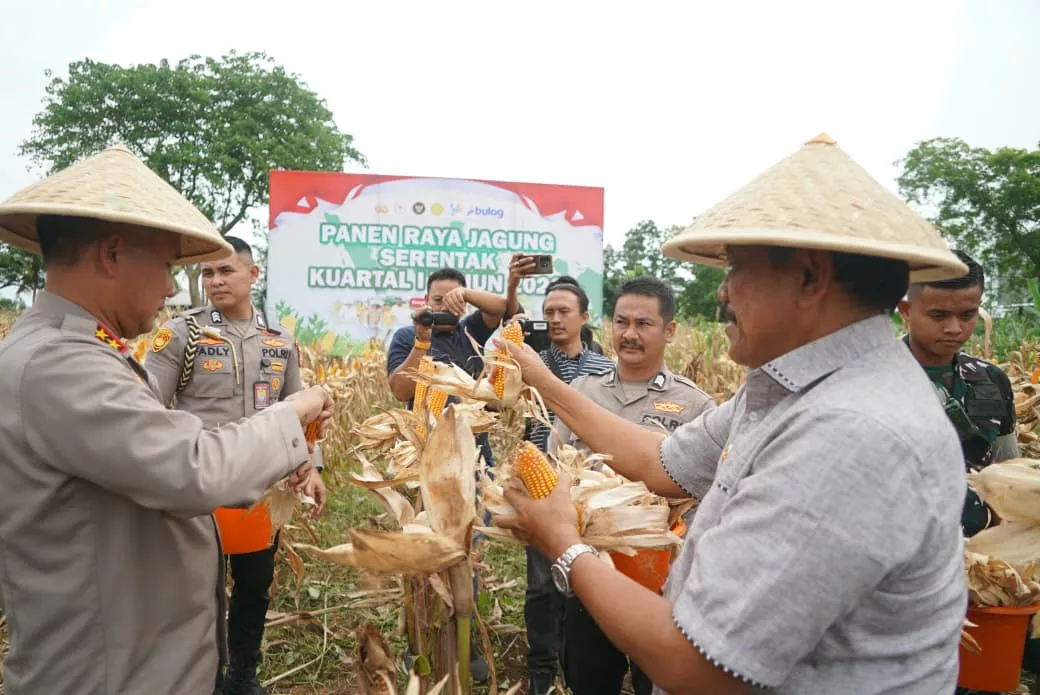 Polri dan Pemprov Bengkulu Kompak Panen Jagung Serentak