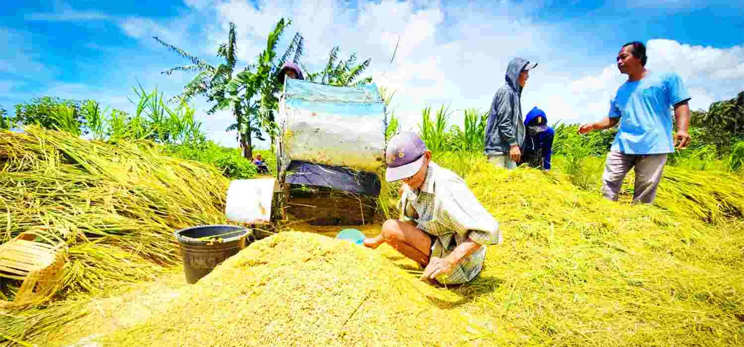 Harga Gabah 6.500 Per Kilogram Berlanjut di 2026