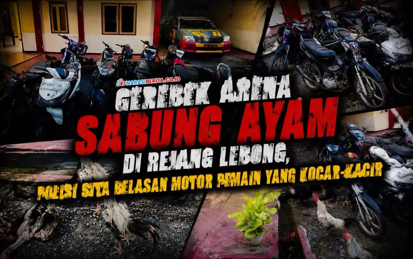 Gerebek Arena Sabung Ayam di Rejang Lebong, Polisi Bikin Pemain Kocar-Kacir! Belasan Motor dan Ayam Aduan Disita