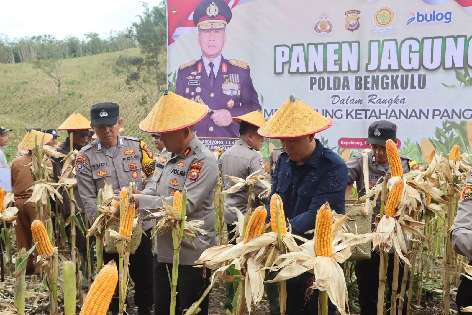 Kapolda Polda Bengkulu Pimpin Panen Raya Jagung di Kabupaten Kepahiang, Target 50 Ton Disalurkan ke Bulog