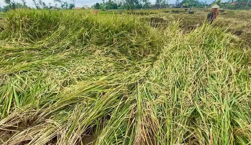 Cuaca Ekstrem Ancam Produktivitas Petani Padi di Gunungkidul: Solusi dan Harapan dari Pemerintah