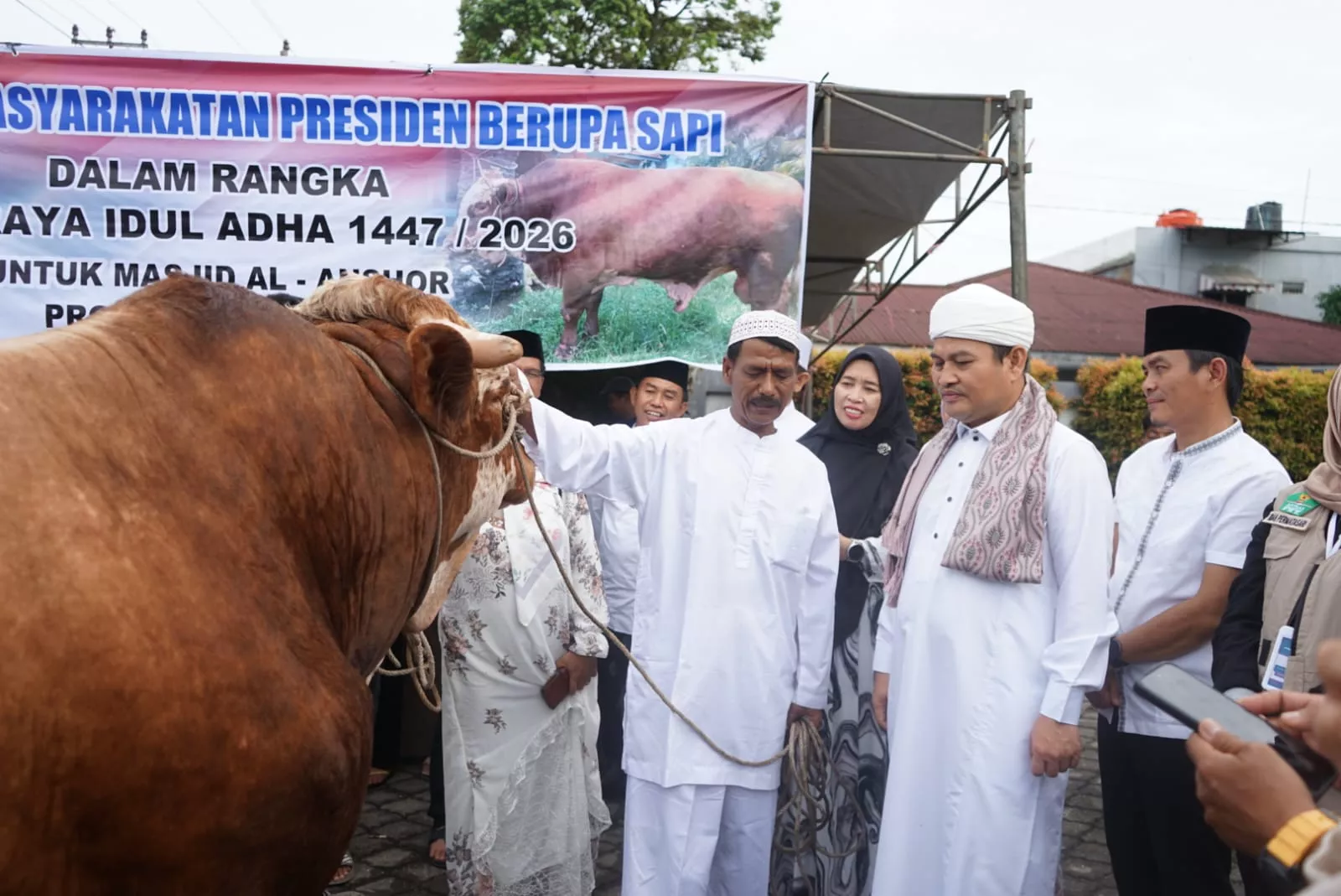 Bantuan Sapi Kurban Presiden Diserahkan di Bengkulu, Bobotnya Tembus 1 Ton
