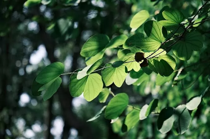 Pagi Idulfitri Terasa Hening? Ini Penjelasan di Balik Daun yang Tampak “Membeku”