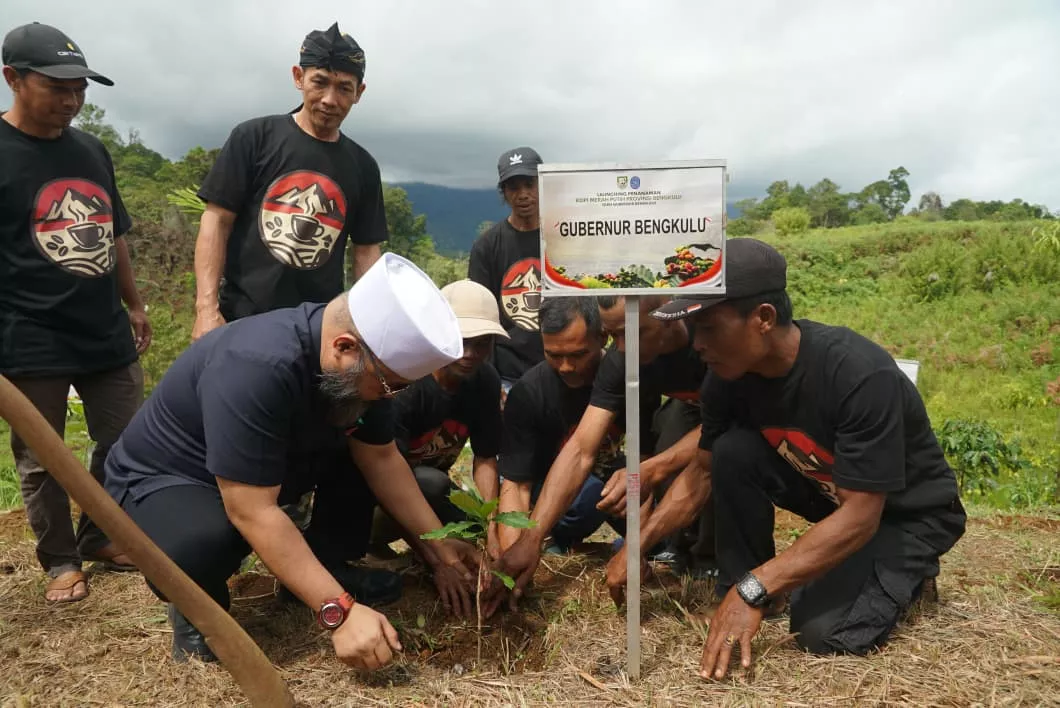 “Revolusi Kopi Dimulai dari Lebong!” Helmi Hasan Tantang Petani Bengkulu Naik Kelas dan Tinggalkan Pola Lama