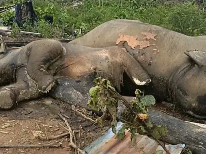 Heboh! 2 Gajah Sumatra Ditemukan Mati di Bengkulu, Kemenhut Turun Tangan Bentuk Tim Investigasi