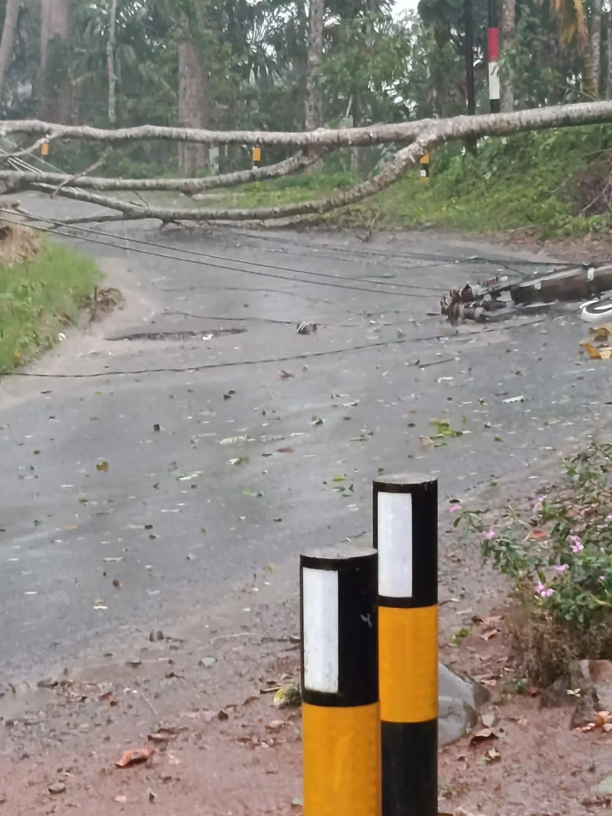 Angin Puting Beliung Terjang Lebong Selatan, Pohon Tumbang Sempat Lumpuhkan Lalu Lintas