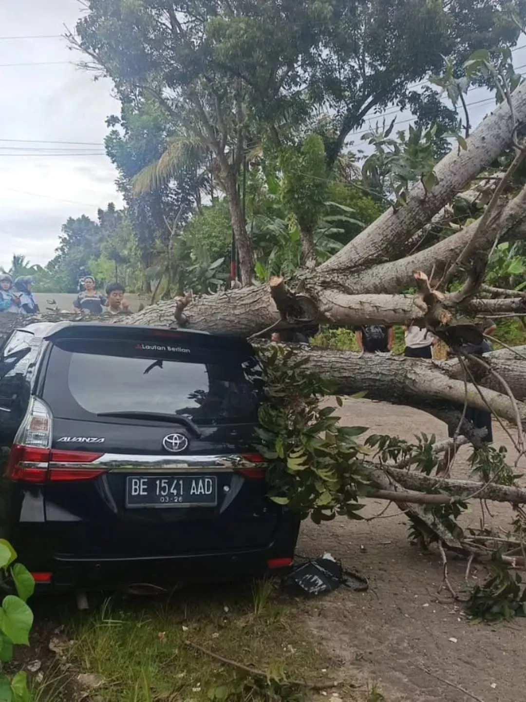 Angin Kencang Terjang Bengkulu, Sejumlah Mobil Tertimpa Pohon
