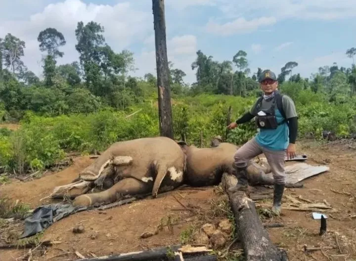 Kapolda Bengkulu Perintahkan Penyelidikan Kematian Dua Gajah di Mukomuko