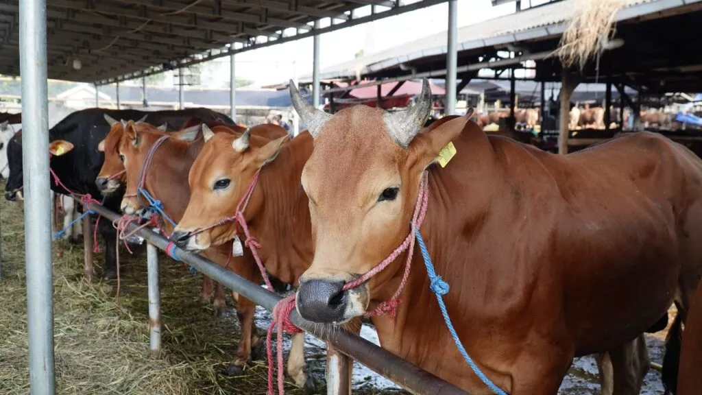 BSelama Tahun 2025, Ratusan Ternak di Riau Terjangkit Penyakit Kuku dan Mulut 