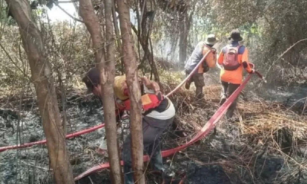 Betulkah Ada Korban Jiwa Karhutla Kotawaringin Barat? Begini Kata BNPB